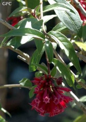 cestrum_elegans.jpg