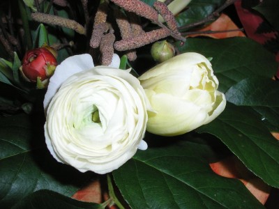 floriwhiteverona.JPG