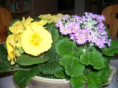 Susanne 011 (Small).jpg