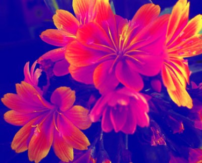 100_1031.jpg