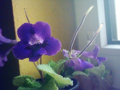 Streptocarpus parviflorus mit Samenständen.JPG