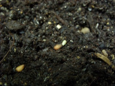 myrmecodiaarmata.jpg
