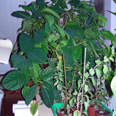 riesige P. alata.jpg