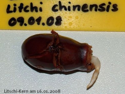 2008_01_16 (8)_mini_a.jpg