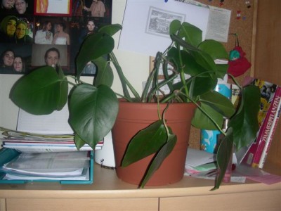 DSCN2462.JPG