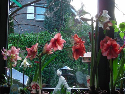 7 Amaryllis.jpg
