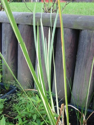 acorus_calamus_variegatus.jpg