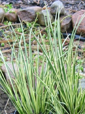 acorus_gramineus_ogon.jpg