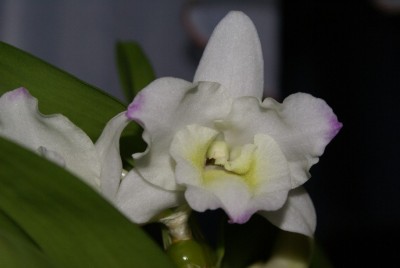 Dendrobie Blüte.JPG