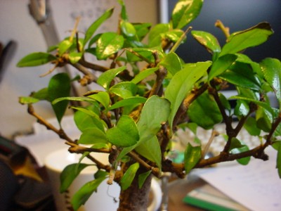 DSC00080.JPG