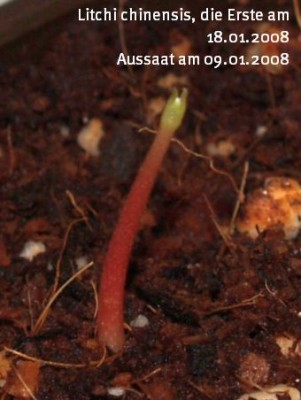 2008_01_18_Litschi1aa1.jpg