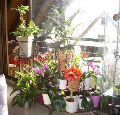 CIMG2140 - Kopie - Kopie.JPG