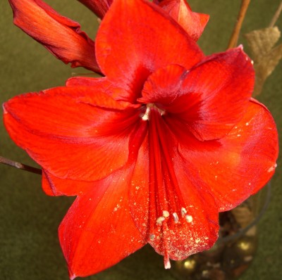 CIMG2139 - Kopie - Kopie.JPG