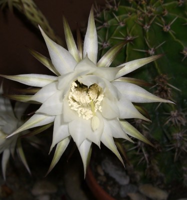 Bauernkaktus Echinopsis7.JPG