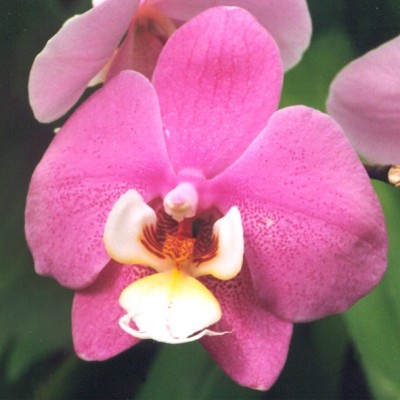 377_1146649121_Phalaenopsis_Lipperose.jpg