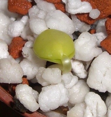 Calliandra calothyrsus4.JPG