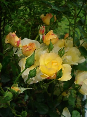15.07.2007 0561.jpg