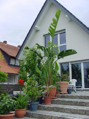 Strelizie vorm Haus.jpg