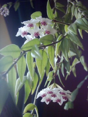 Hoya bella Blüte (2).JPG