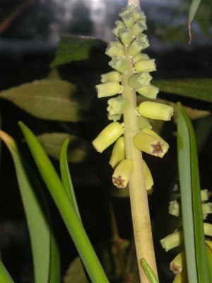 Muscari macrocarpum 009.JPG