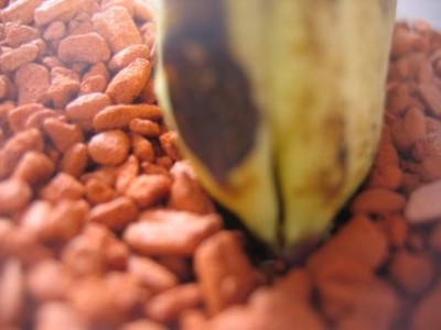 Mango 003.jpg