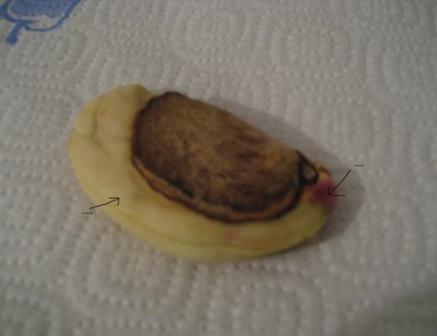 Mango Wurzel.JPG