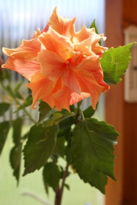 Hibi orange.JPG