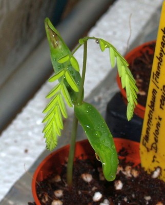 2008_01_21_Flamboyants (8)_a.jpg