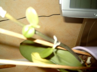 J4100086.JPG