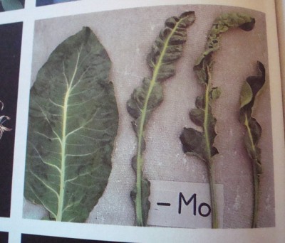 molybdänmangel.jpg