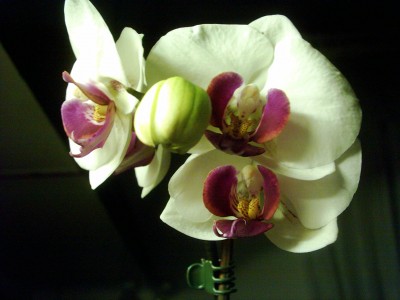 Phal. neu.JPG