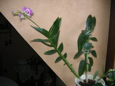 IMG_0001.JPG