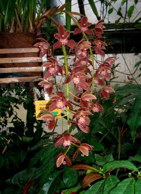 17.01.2008 orchi7.jpg