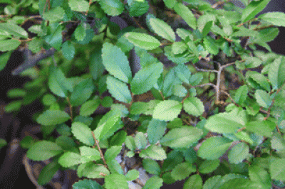 Ulme[1].gif