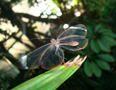 17.01.2008 elfchen.jpg
