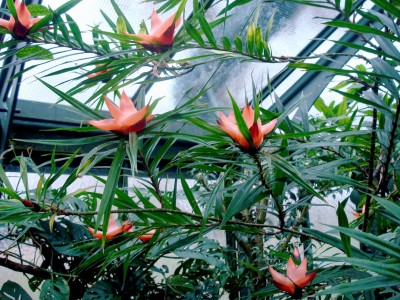 17.01.2008 freycinetia cumingiana.jpg