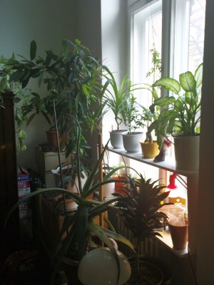 Fenster 1  18-01-2008.JPG