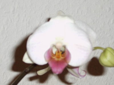 IMG00026.JPG