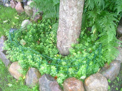 Gartenrundgang August 015.JPG