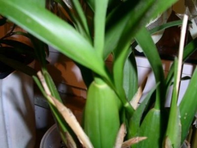 PICT0254.JPG