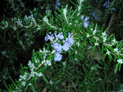 hängender Rosmarin.jpg