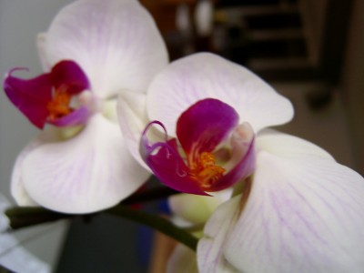 weiss-gestreift 24.01.08 (1).JPG