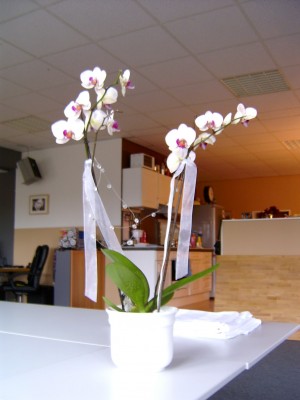 weiss-gestreift 24.01.08 (Geburtstagsorchi.).JPG