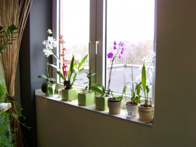 Orchideenfenster 24.01.08 (1).JPG