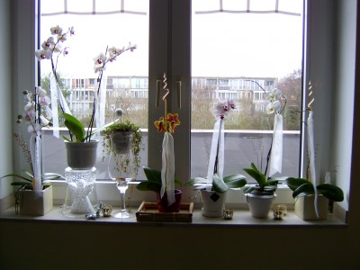 Orchideenfenster 24.01.08.JPG