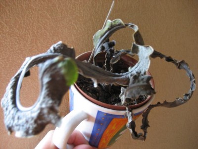 Epi Guatemalense f. Monstrosa braun.JPG
