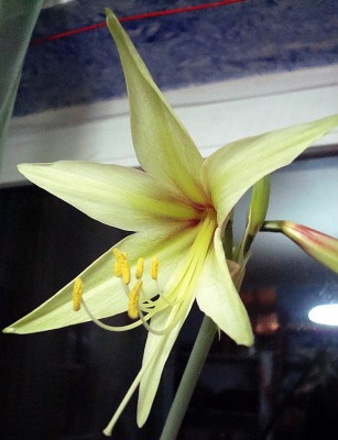 17.01.2008 wieder eine.jpg