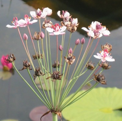 butomus_umbellatus.jpg