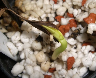 Plumeria New Hybrids.JPG