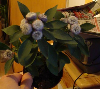 Meine Bilder 465a.jpg